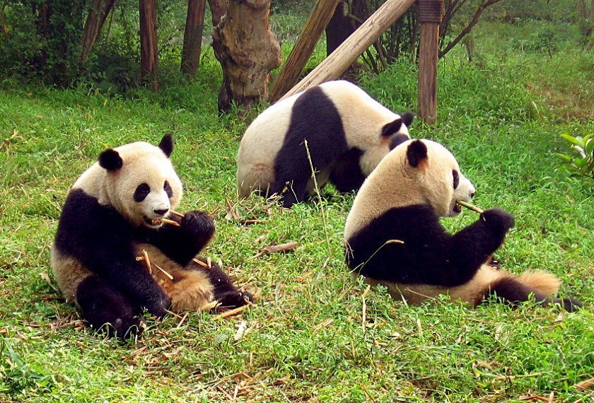 красивое фото панды